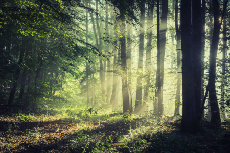 Bild-Nr: 12009695 Sonnenstrahlen der Natur Erstellt von: luxpediation