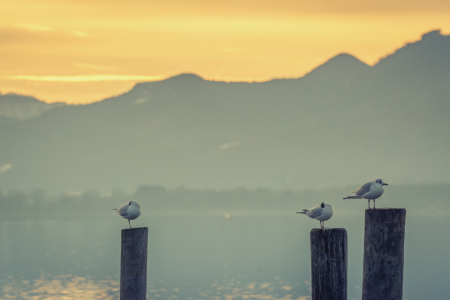 Bild-Nr: 12011516 Chiemsee und Alpenblick Erstellt von: luxpediation