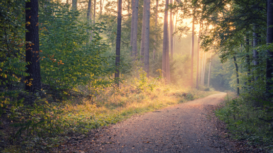Bild-Nr: 12012061 Wald im Morgenlicht Erstellt von: luxpediation