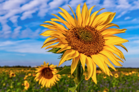 Bild-Nr: 12012807 Sunflowers Erstellt von: Achim Thomae