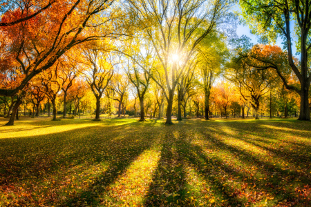 Bild-Nr: 12013130 Bunter Herbstwald im Sonnenlicht Erstellt von: eyetronic