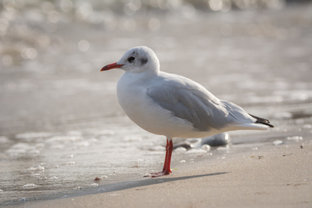 Bild-Nr: 12013381 Möwe am Strand Erstellt von: luxpediation