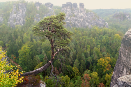 Bild-Nr: 12014076 Felsenkiefer auf der Bastei Erstellt von: Thomas Herzog