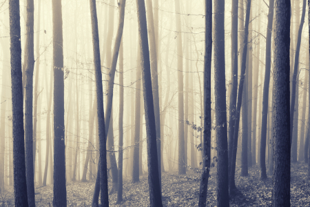 Bild-Nr: 12015063 Woodland Fog Erstellt von: luxpediation