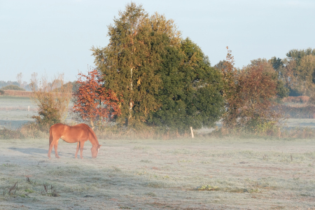 Bild-Nr: 12015373 Erster Nachtfrost Erstellt von: Ostfriese