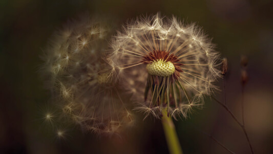 Bild-Nr: 12015472 Löwenzahn Erstellt von: D. Toelke DigiArt / Photography