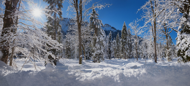 Bild-Nr: 12016618 Verschneiter Winterwald Erstellt von: SusaZoom