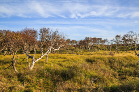 Bild-Nr: 12016712 Herbst in den Dünen Erstellt von: Ursula Reins