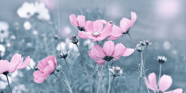 Bild-Nr: 12017491 Blumenwiese Blau Erstellt von: Atteloi