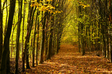 Bild-Nr: 12017891 Wanderweg durch die Schonung Erstellt von: Ostfriese