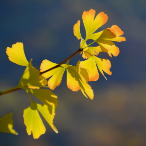 Bild-Nr: 12018038 Ginkgo im Herbstkleid Erstellt von: GUGIGEI