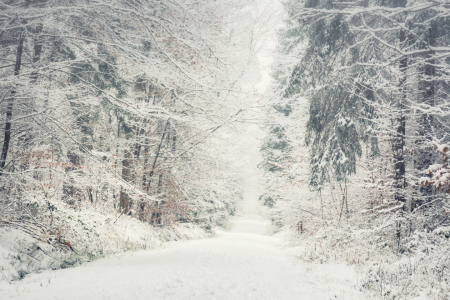 Bild-Nr: 12018395 Schnee im Wald Erstellt von: luxpediation