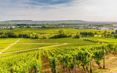 Bild-Nr: 12019140 Weinberge bei Geisenheim 66 Erstellt von: Erhard Hess