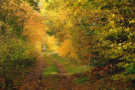 Bild-Nr: 12019335 Wanderweg durch die Schonung Erstellt von: Ostfriese