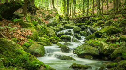 Bild-Nr: 12019445 Natur Wald Panorama Erstellt von: luxpediation