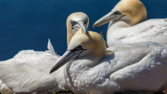 Bild-Nr: 12019765 Kuschelndes Vogelpaar Erstellt von: alphafotos