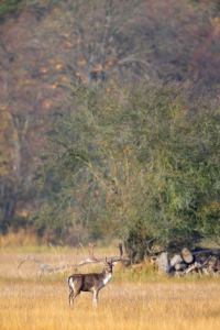 Bild-Nr: 12019811 Damhirsch Erstellt von: DirkR