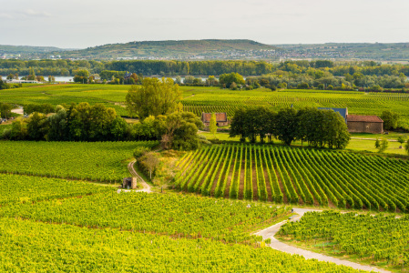 Bild-Nr: 12020032 Weinberge bei Geisenheim 10 Erstellt von: Erhard Hess