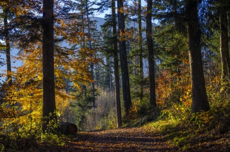 Bild-Nr: 12020033 Herbstwald Erstellt von: Joachim Hertwig