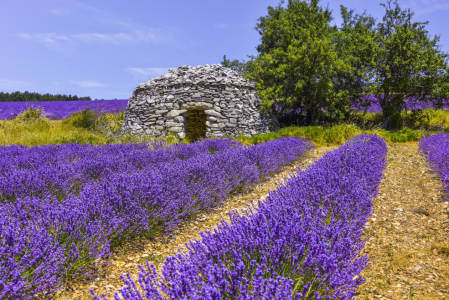 Bild-Nr: 12021104 Steinhütte im Lavendelfeld - Provence Erstellt von: KundenNr-160338