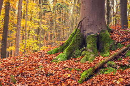 Bild-Nr: 12021478 Wurzeln im Herbstlaub Erstellt von: luxpediation