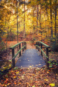 Bild-Nr: 12021547 Herbstwald mit Brücke Erstellt von: luxpediation