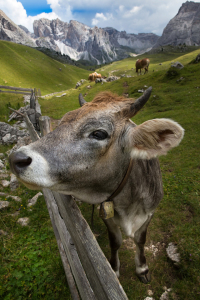 Bild-Nr: 12022299 Kuh auf der Alm vor Bergkulisse Erstellt von: MartinaW