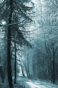 Bild-Nr: 12027739 Novemberwald Erstellt von: Ralf Nemeth