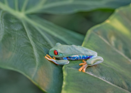 Bild-Nr: 12029010 Rotaugen Laubfrosch Erstellt von: HeschFoto