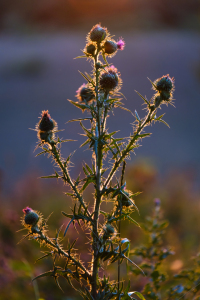 Bild-Nr: 12030160 Distel im Abendlicht Erstellt von: ELIO