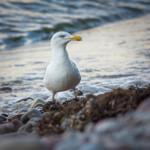 Bild-Nr: 12033196 Möwe am Strand Erstellt von: luxpediation