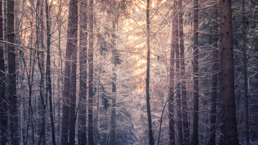 Bild-Nr: 12033352 Winterlicher Wald - winter trees Erstellt von: luxpediation