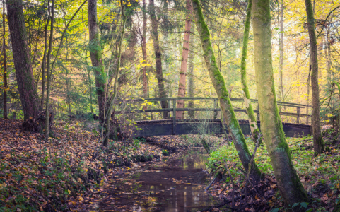 Bild-Nr: 12033779 Brücke im Wald Erstellt von: luxpediation