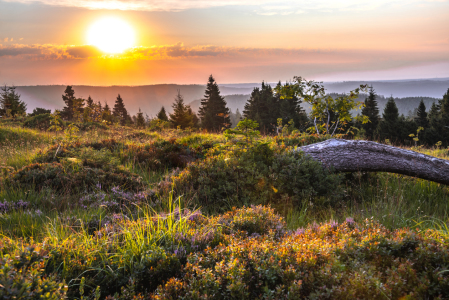 Bild-Nr: 12044910 Morgenstimmung im Schwarzwald Erstellt von: KundenNr-160338