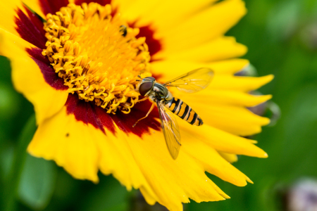 Bild-Nr: 12045293 Schwebfliege auf Mädchenauge Erstellt von: KundenNr-347860