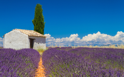 Bild-Nr: 12045309 Lavendel Feld Erstellt von: CanonOnTour