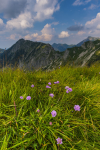 Bild-Nr: 12045838 Alpen-Grasnelke  Erstellt von: Walter G. Allgöwer