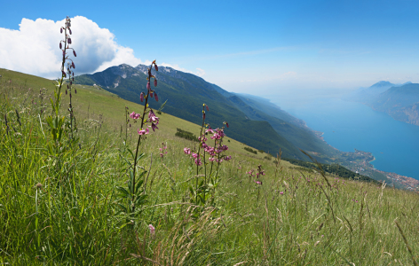 Bild-Nr: 12046318 Türkenbundlilien am Monte Baldo Italien Erstellt von: SusaZoom