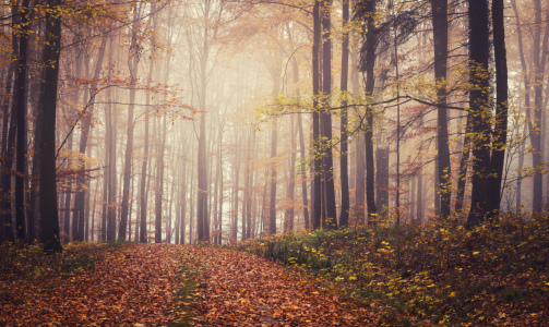 Bild-Nr: 12048001 Natur Weg - foggy woodland Erstellt von: luxpediation