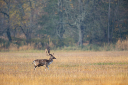 Bild-Nr: 12049345 Damhirsch Erstellt von: DirkR