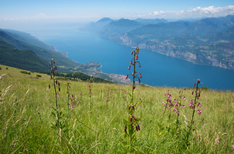 Bild-Nr: 12049913 Türkenbundlilien am Monte Baldo Italien II Erstellt von: SusaZoom