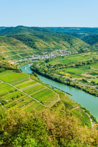 Bild-Nr: 12051545 Mosel bei Neef 35 Erstellt von: Erhard Hess