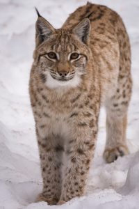 Bild-Nr: 12053224 Luchs im Schnee Erstellt von: luxpediation