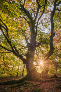 Bild-Nr: 12053499 Morgens im Hutewald Erstellt von: Stefan Imig