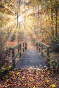 Bild-Nr: 12053648  Sonnenstrahlen zur Brücke im Wald  Erstellt von: luxpediation