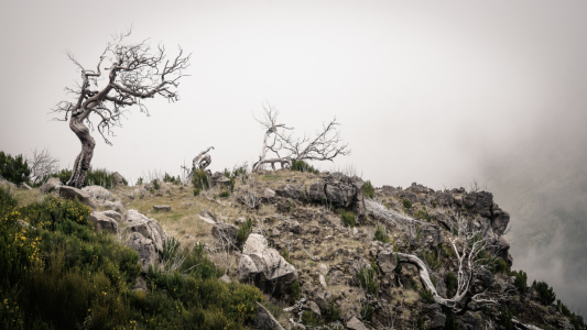 Bild-Nr: 12054998 Kahler Baum auf einem Berg in den Wolken Erstellt von: Regiles