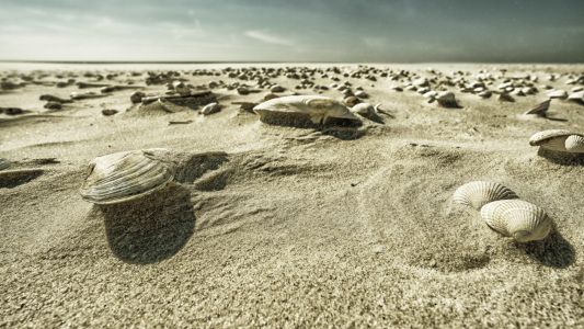 Bild-Nr: 12055006 Muscheln im verwehten Sand Erstellt von: Regiles
