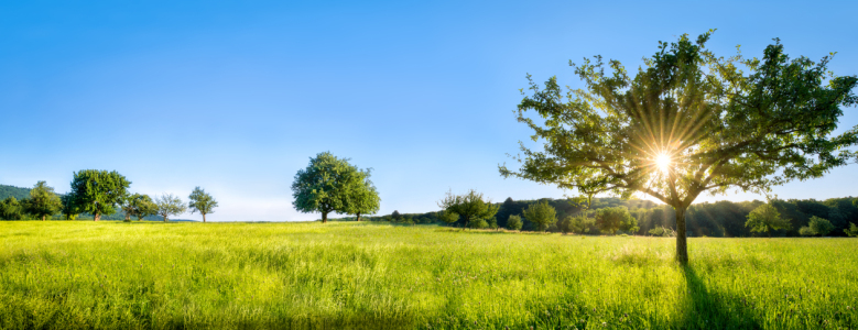 Bild-Nr: 12055675 Obstwiese im Sonnenschein Erstellt von: eyetronic