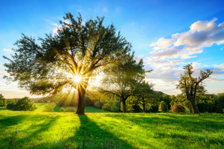 Bild-Nr: 12055698 Sun shining through a tree in rural landscape Erstellt von: Smileus