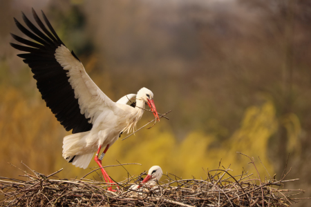 Bild-Nr: 12055991 Nestbau bei den Störchen Erstellt von: Thomas Herzog